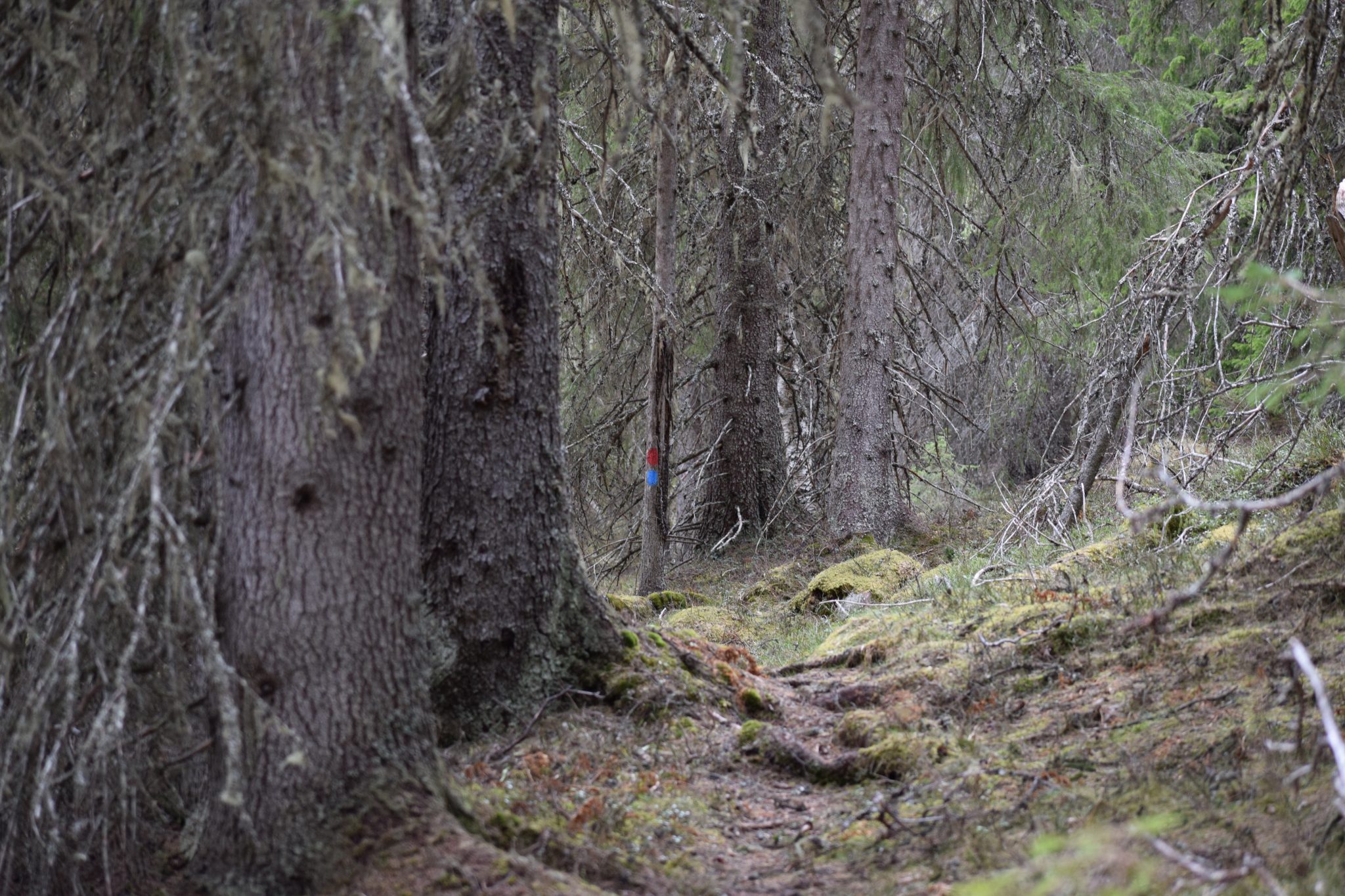Temavandring: Upptäck gammelskogen